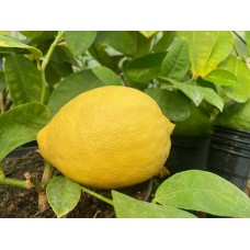 Лимон Киевский крупноплодный