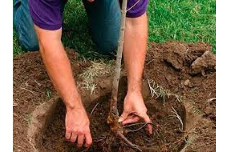 Как правильно посадить саженец плодового дерева