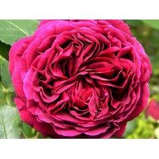 Роза парково-кустовая Falstaff