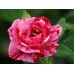 Роза повторноцветущая Ferdinand Pichard grafted
