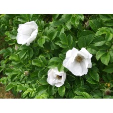 Роза морщинистая (роза ругоза) Alba