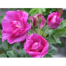 Роза морщинистая (роза ругоза) Царица Севера