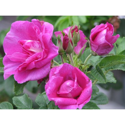 Роза морщинистая (роза ругоза) Царица Севера