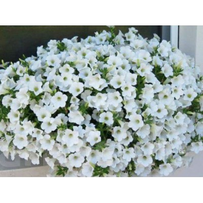 Петуния Surfinia Table White (вегетативная)