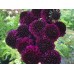 Скабиоза пурпурная «Черное манто»